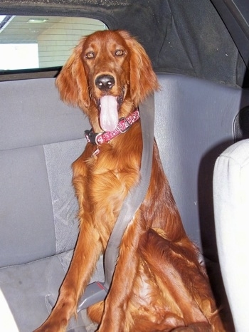 A large red Irish Setter dog is sitting in the back seat of a vehicle wearing a seat belt. Its mouth is open and its tongue is out