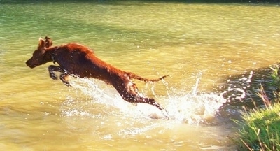 Action shot - A red Irish Setter is jumping into a body of water.