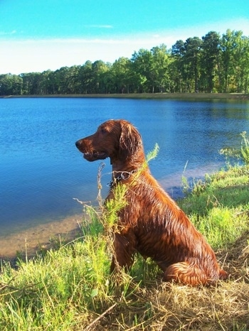 A wet red Irish Setter is sitting in grass looking out into the water that is in front of it.