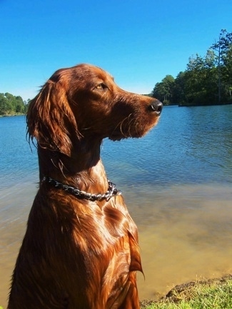 A wet red Irish Setter is sitting in grass looking to the left in front of a body of water