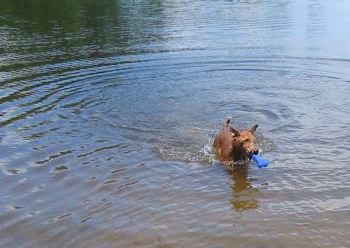 An Irish Terrier is walking through water with a blue dog bone in its mouth