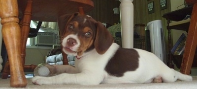 A white with brown Jack-A-Bee puppy is laying under a table