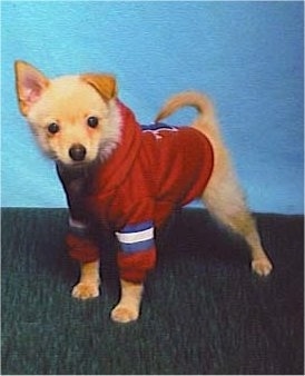 A tan with white Jack-A-Ranian puppy is wearing a red with white and blue hoodie. It is standing in front of a blue wall