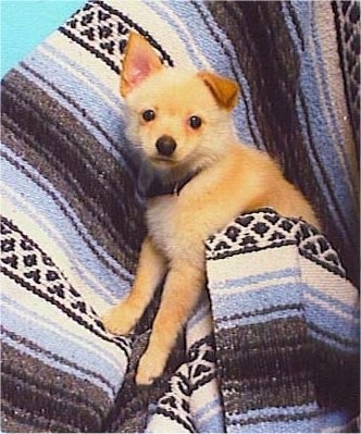 A tan with white Jack-A-Ranian puppy is wrapped in a white, blue, brown and black striped blanket and looking up