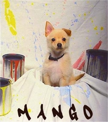 A tan with white Jack-A-Ranian puppy is sitting in a bucket that has a painting drop cloth tarp over it. There are paint buckets and paint splatters around it. The word - MANGO - is overlayed at the bottom of the screen