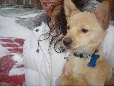 A tan with white Jack-A-Ranian is being held in the arms of a lady in a white coat. It is actively snowing