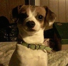Close Up head shot - A white with tan Jack is sitting on a bed and looking forward