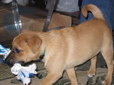 A tan Jack-A-Ranian puppy is walking next to a glass coffee table with a blue and white rope toy in its mouth.