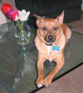 A tan Jack-A-Ranian puppy is laying on a glass table next to a vase with four flowers in it.