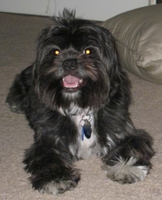 A long-haired black with white Jaland is laying out on a tan carpet with a tan pillow behind it