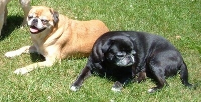Two dogs, a black Japug and a tan Japug are laying in grass