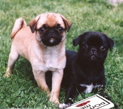 A tan Japug puppy is standing next to a black Japug puppy that is laying down in grass