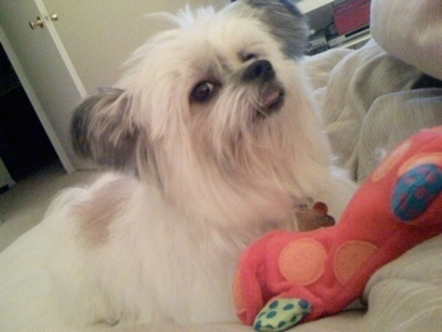 A long haired white with grey Kimola is laying on a bed and there is a toy in front of it