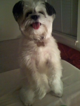 A happy looking white with grey Kimola is sitting on its hind legs with its front paws in the air and looking forward. Its mouth is open and tongue is out