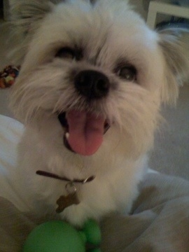 Close Up head shot - A white with grey Kimola is sitting on the edge of a couch. Its mouth is open and its tongue is out