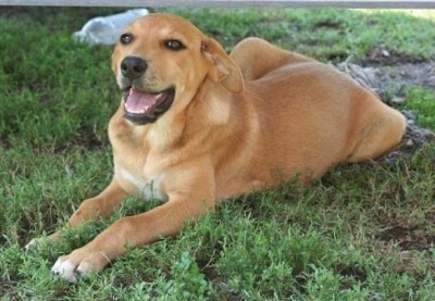 A tan with white Lab'Aire is laying in grass. Its mouth is open and there is an empty water bottle behind it