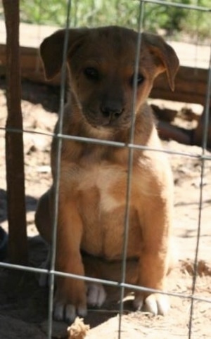 A tan with white Lab'Aire puppy is sitting in dirt behind a chain link fence.