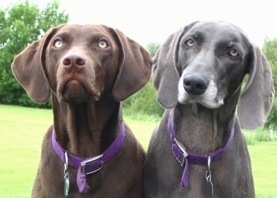 Weimaraner Puppies on Left  Casey  The Labmaraner Hybrid  Labrador   Weimaraner Mix  All