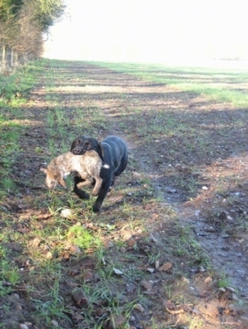 A black Labradinger is running across a field with a dead rabbit in its mouth