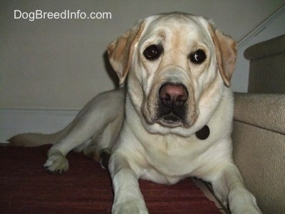 A yellow Labrador Retriever is laying at the bottom of a staircase and it is looking forward