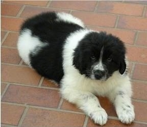 View from the front - A black and white Landseer puppy is laying on a brick floor and looking up.