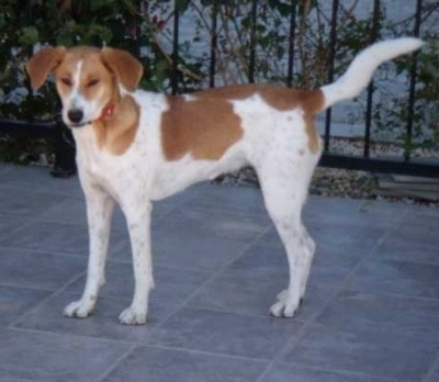 A tall, white with tan Beagle/Husky mix breed dog is standing on a patio and it is looking forward with its eyes squinted.