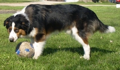 A medium coated, tricolor, black with white and brown Collie/Labrador/German Shepherd/Pitbull/Rottweiler mix is standing in grass over top of a soccer ball and its head is level with its body.