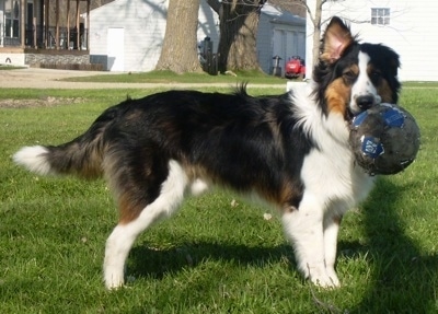 chet the collie lab german shepherd pit bull rottie mix at 9 months chet the collie lab german shepherd pit bull rottie mix at 9 months