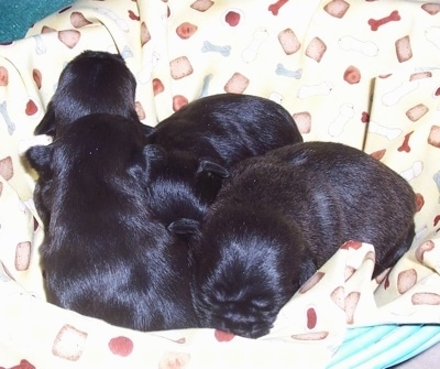 Litter of Malti-Pug (Maltese / Pug Hybrid) Puppies at 1 week old
