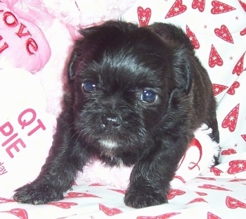 Malti-Pug (Maltese / Pug Hybrid) Puppy at 2 weeks old