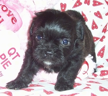 A black with white Malti-Pug is standing on a couch that is covered in a white with red heart patterned blanket and overtop of a plush bears pink leg.