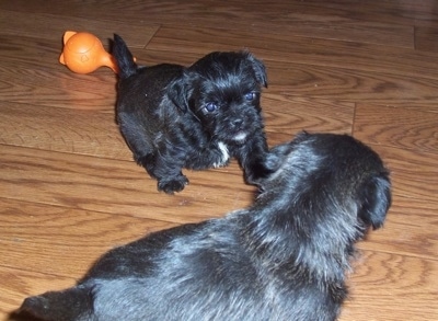 maltese pug mix malti pug breed information and pictures maltese pug mix malti pug breed information and pictures