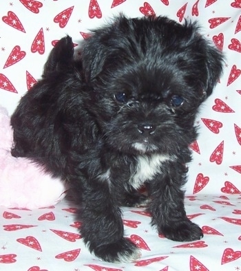 A black with white Malti-Pug puppy is sitting on top of a pink plush bear on a couch that is covred with a white with red heart blanket.