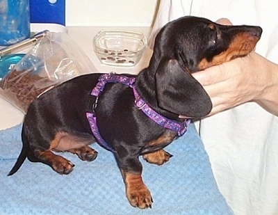 Betty Boop the black with brown Mini Dachshund as a puppy is sitting a countertop. There is a person petting her under her chin. There is an empty food dish and a bag with lots of dog food behind her.