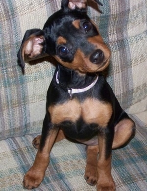 Doberman Pinscher Puppies on Me Identify The Mix Of My New Rescue Puppy    Democratic Underground