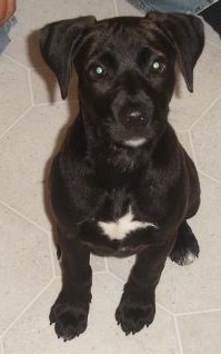 Front view looking down at the dog - A black with white Lab/American Staffordshire/Dingo mix puppy sitting on a white tiled floor looking up.