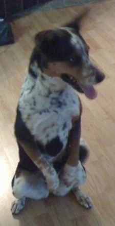 Front side view from the top looking down at the dog - A black, white and tan ticked Queensland Heeler mix breed dog is sitting on its hind legs on a hardwood floor looking to the right.