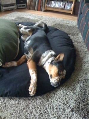 A black, white and tan ticked Queensland Heeler mix breed dog is laying stretched out on its left side sleeping on a dog bed pillow next to a couch.