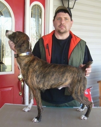 Mountain Cur Information and Pictures, Mountain Curs, C