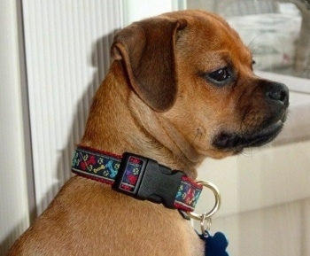 Side view head shot - A tan Muggin dog is sitting in a doorway looking to the left.