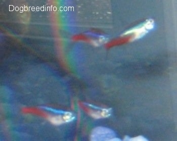 There are four neon tetras swimming. There is a rainbow behind the front Three Tetras