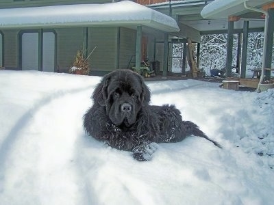 A large breed, black Newfoundland dog is laying outside in a couple inches of snow in front of a house looking forward.