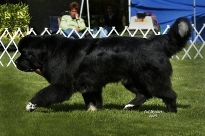 Side view - A black with white Newfoundland is trotting across a field at a dog show. Under the dogs back paws are the words - Jill Wagner 2007.