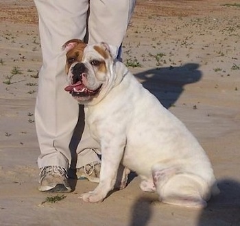 Side view - A white with tan Olde English Bulldogge is sitting in sand in front of a person who is wearing tan pants and sneakers. Its mouth is open and tongue is out hanging to the left of its mouth.