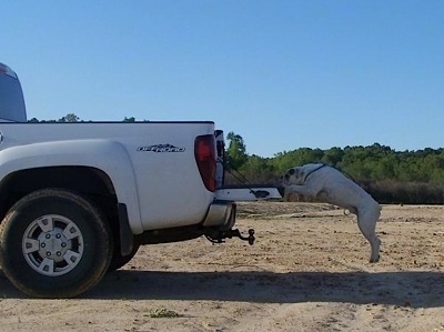 Side view - A white with tan Olde English Bulldogge is jumping on to the bed of a white truck. All four of its paws are off of the ground.