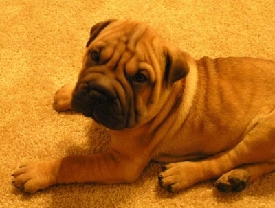 Right Profile looking down at the dog - A wrinkly, extra skinned, tan with black Ori Pei puppy is laying on a tan carpet. It is lifting its head up and looking up.