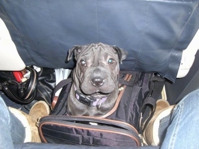 View from above looking down at the dog - A small rose-eared, wrinkly, black with white Ori Pei is sitting in a travel bag that is in between a persons legs between two seats on an airplane.