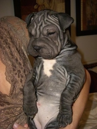 Front view belly out - A very wrinkly, relaxed looking, black with white Ori Pei puppy is sitting up in the arms of a lady. It is looking down and to the left. The pup has a lot of extra skin.