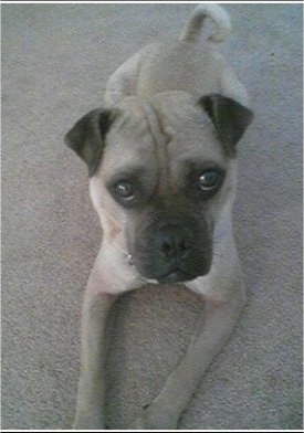 Front view - A tan Ori Pei is laying on a carpet and it is looking up. Its tail is curled up over its back.