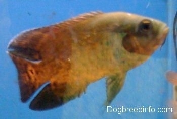 Close Up - A black and orange tiger oscar against the Glass pane of a tank with a blue blackground.